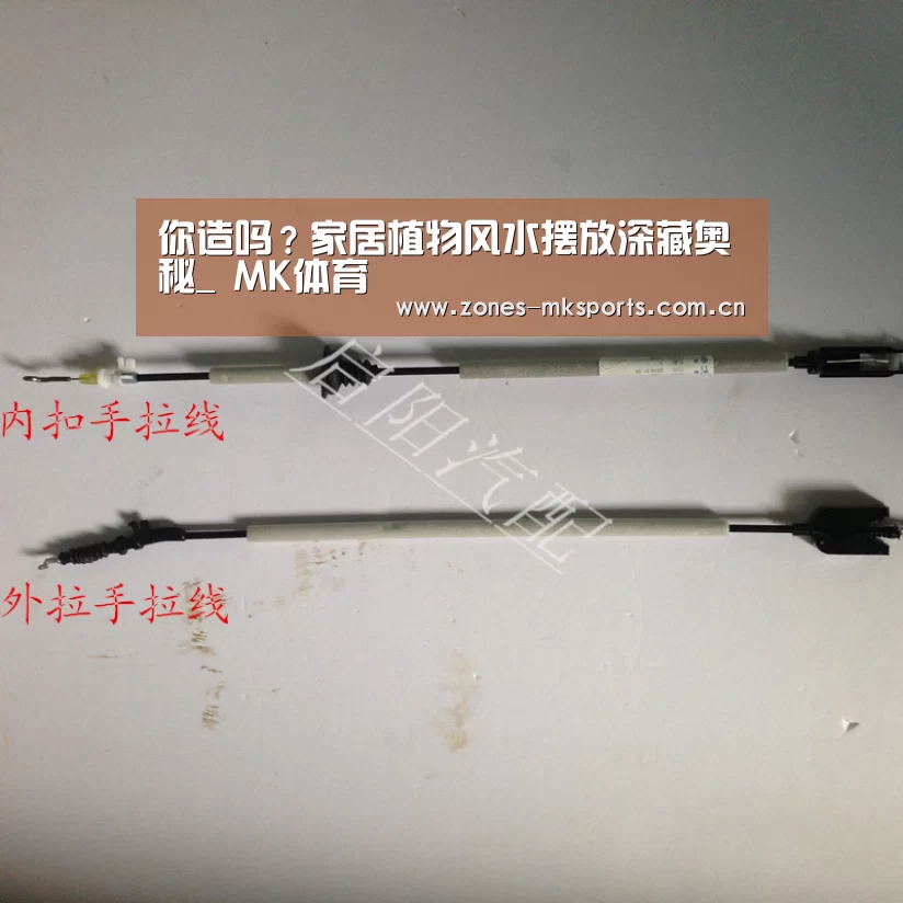 你造吗?家居植物风水摆放深藏奥秘_ MK体育(图1) MK体育